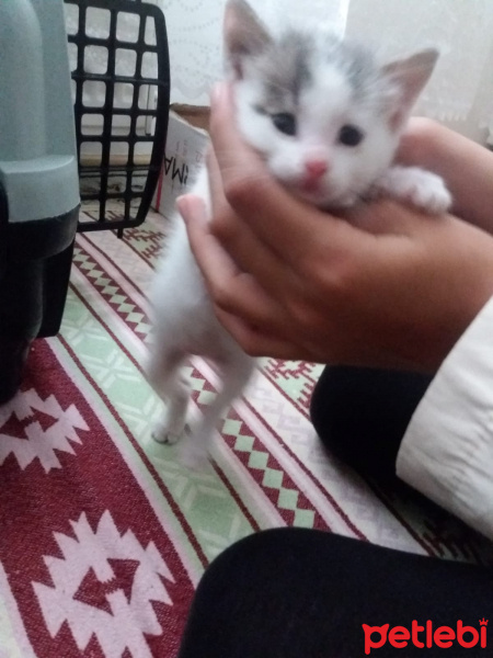 Tekir Kedi, Kedi  Beyaz fotoğrafı