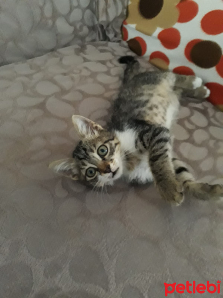 Tekir Kedi, Kedi  çıma fotoğrafı