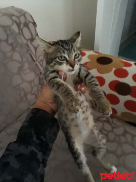 Tekir Kedi, Kedi  çıma fotoğrafı