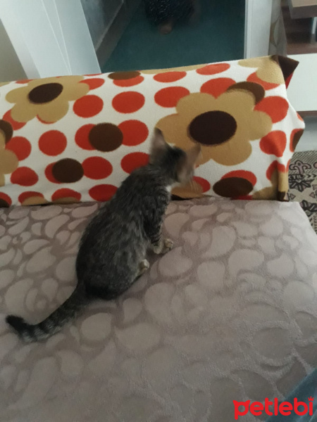 Tekir Kedi, Kedi  çıma fotoğrafı