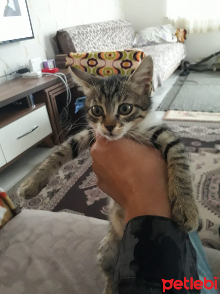 Tekir Kedi, Kedi  çıma fotoğrafı
