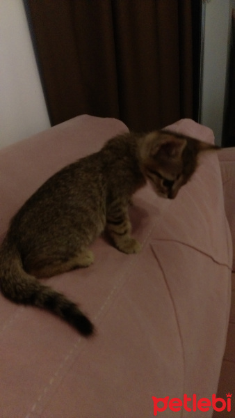 Tekir Kedi, Kedi  Sisko fotoğrafı