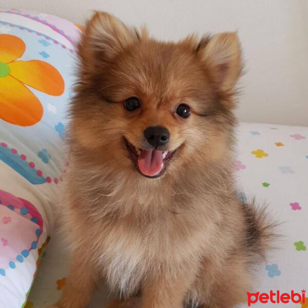 Pomeranyalı, Köpek  Badem fotoğrafı