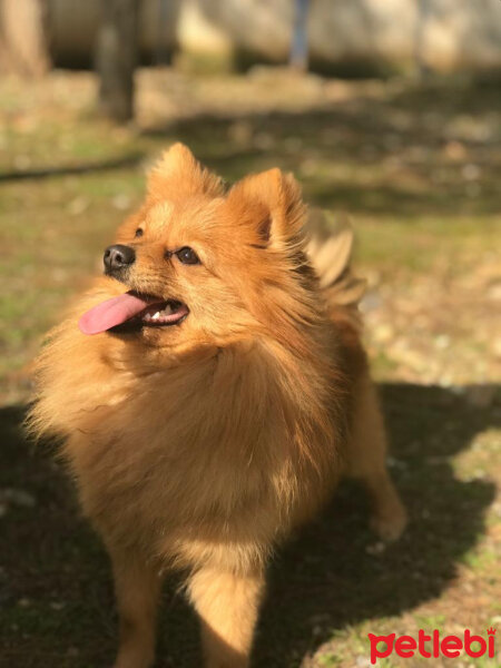 Pomeranyalı, Köpek  Badem fotoğrafı