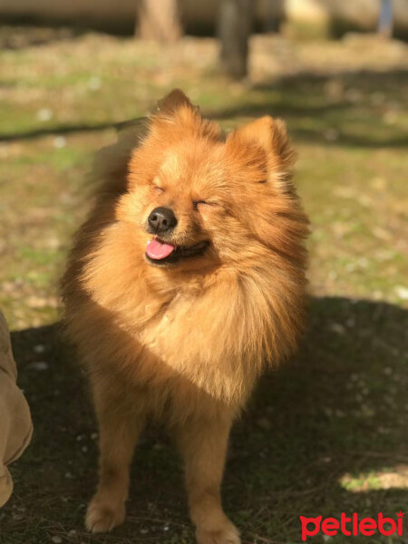 Pomeranyalı, Köpek  Badem fotoğrafı