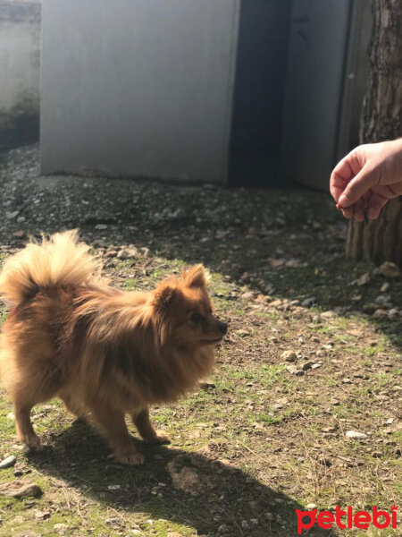 Pomeranyalı, Köpek  Badem fotoğrafı