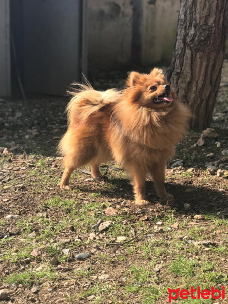 Pomeranyalı, Köpek  Badem fotoğrafı