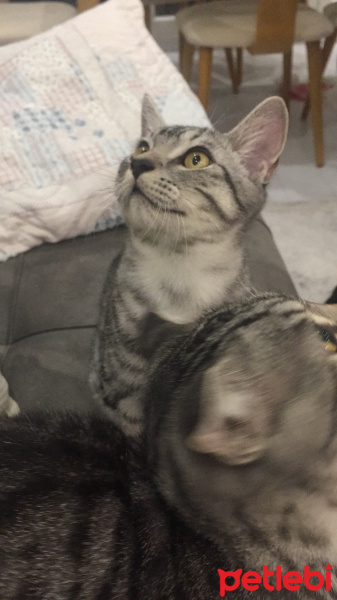 Tekir Kedi, Kedi  Oscar fotoğrafı