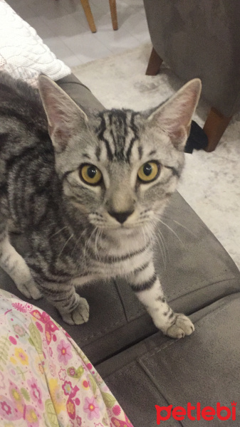 Tekir Kedi, Kedi  Oscar fotoğrafı