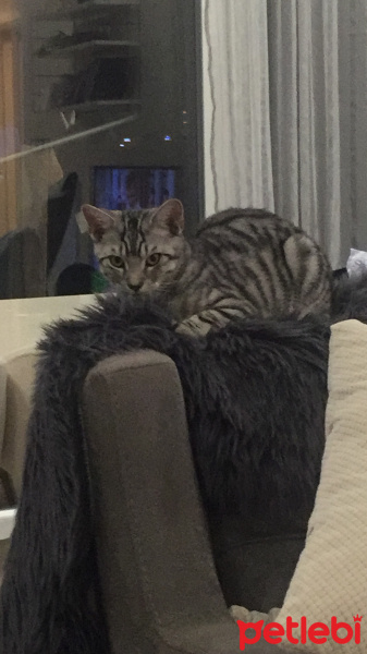 Tekir Kedi, Kedi  Oscar fotoğrafı