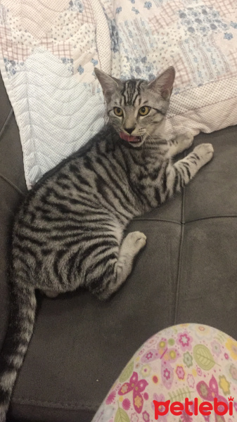 Tekir Kedi, Kedi  Oscar fotoğrafı