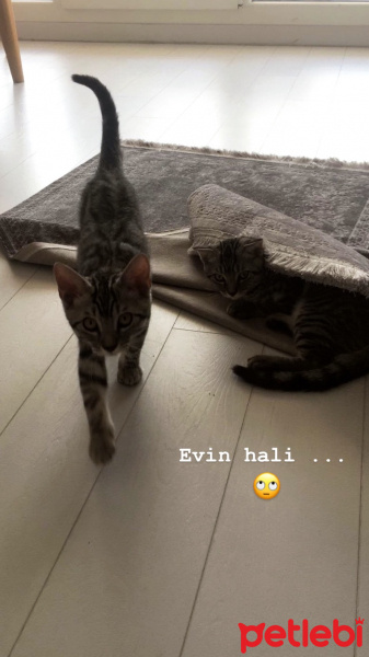 Tekir Kedi, Kedi  Oscar fotoğrafı