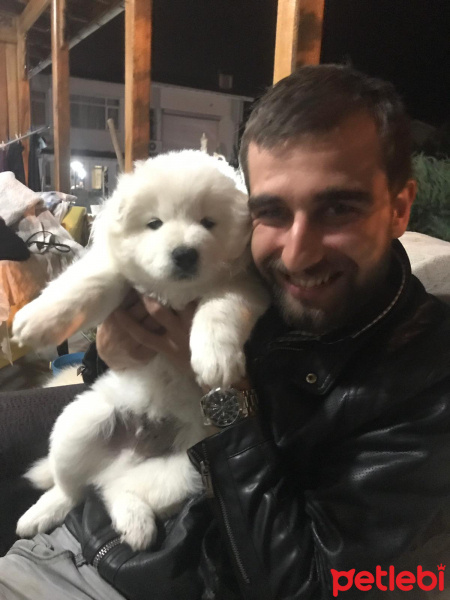 Samoyed, Köpek  Alfa fotoğrafı
