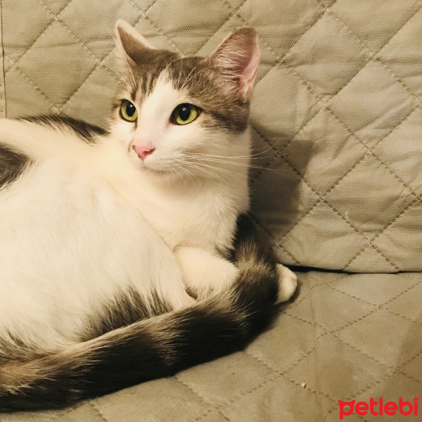 Tekir Kedi, Kedi  Pakizem fotoğrafı