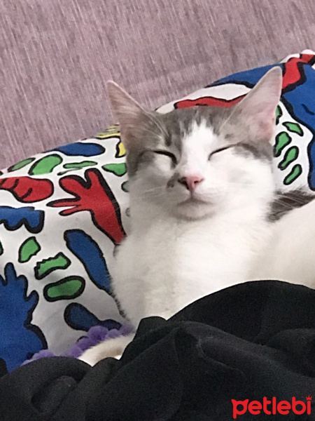 Tekir Kedi, Kedi  Pakizem fotoğrafı