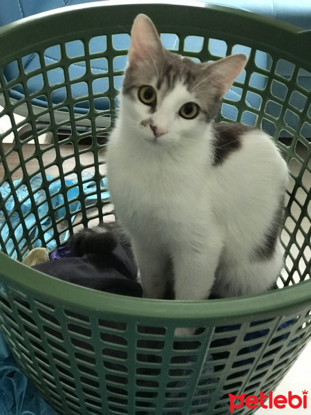 Tekir Kedi, Kedi  Pakizem fotoğrafı