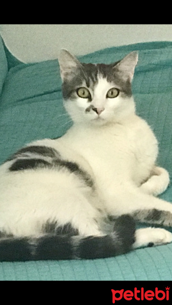 Tekir Kedi, Kedi  Pakizem fotoğrafı