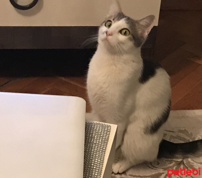 Tekir Kedi, Kedi  Pakizem fotoğrafı