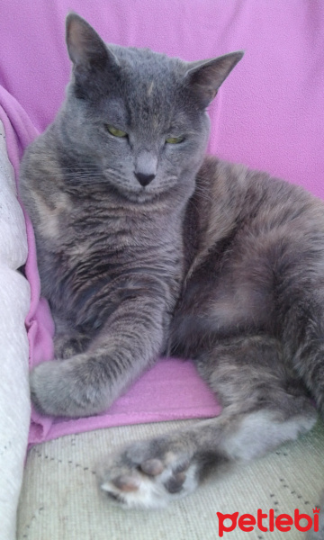 Siyam Kedisi, Kedi  Bıdık fotoğrafı