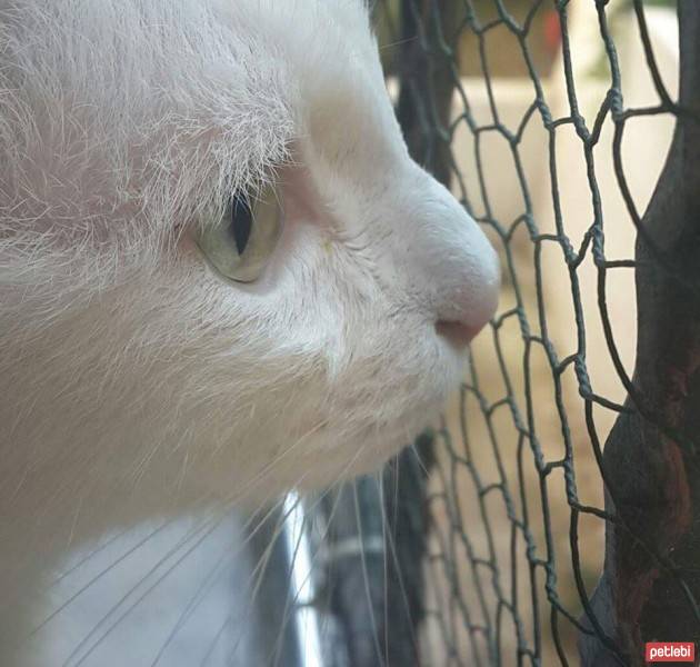 Ankara Kedisi, Kedi  Abbas fotoğrafı