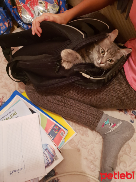 Tekir Kedi, Kedi  Maria fotoğrafı