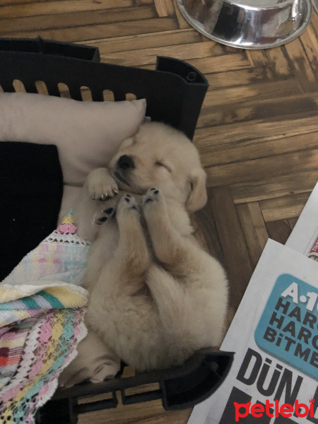 Golden Retriever, Köpek  Zuzu fotoğrafı