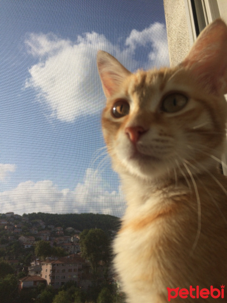 Tekir Kedi, Kedi  Mia fotoğrafı