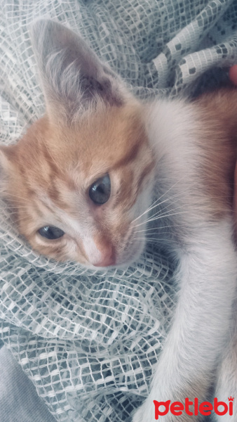 Tekir Kedi, Kedi  Mişa fotoğrafı