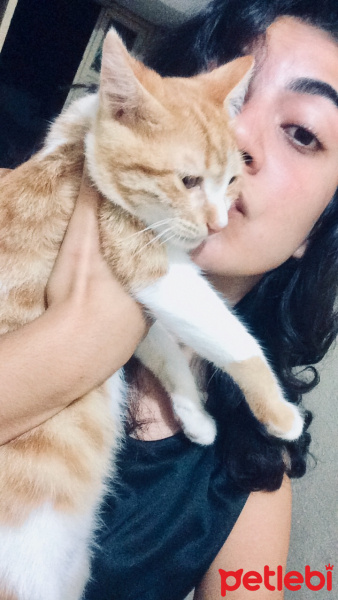 Tekir Kedi, Kedi  Mişa fotoğrafı