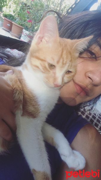 Tekir Kedi, Kedi  Mişa fotoğrafı