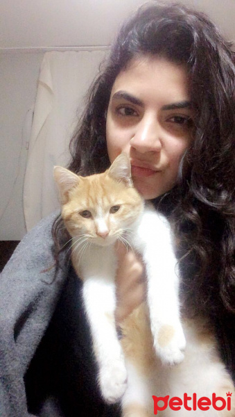 Tekir Kedi, Kedi  Mişa fotoğrafı