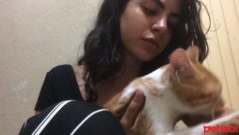 Tekir Kedi, Kedi  Mişa fotoğrafı