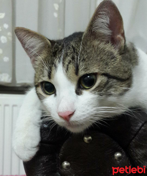 Tekir Kedi, Kedi  Köfte fotoğrafı