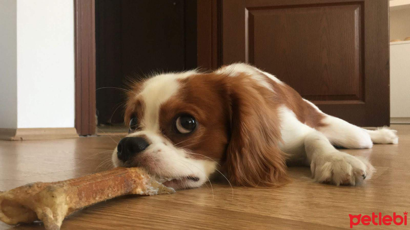 King Charles Spaniel, Köpek  Kral fotoğrafı