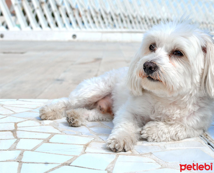 Maltese, Köpek  dufy fotoğrafı