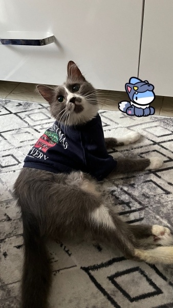 Tekir Kedi, Kedi  Molly fotoğrafı