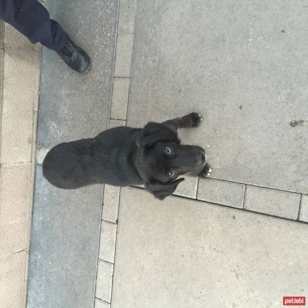 Labrador Retriever, Köpek  Hera fotoğrafı