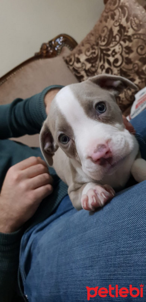 Amerikan Pitbull Terrier, Köpek  Dişi Silver amerikan pitbull terrier fotoğrafı