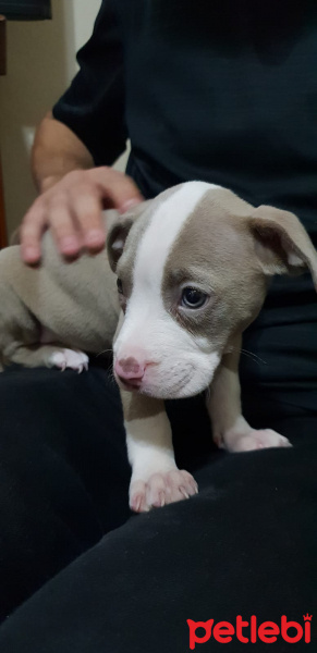 Amerikan Pitbull Terrier, Köpek  Dişi Silver amerikan pitbull terrier fotoğrafı