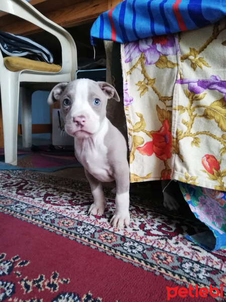 Amerikan Pitbull Terrier, Köpek  Dişi Silver amerikan pitbull terrier fotoğrafı