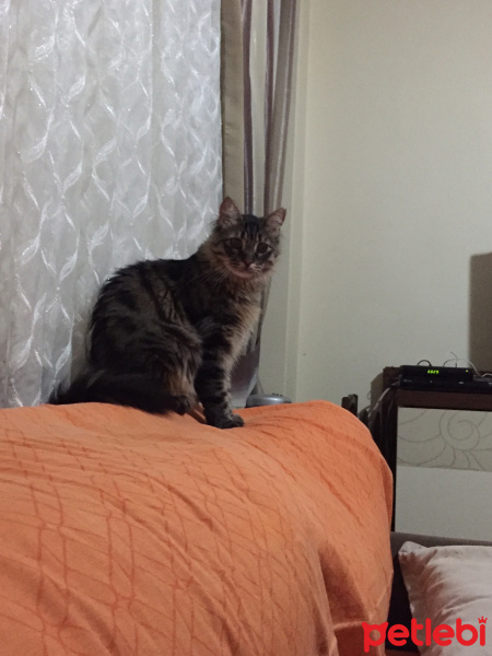 Tekir Kedi, Kedi  Liza fotoğrafı