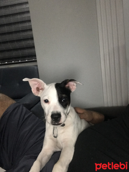 Jack Russell Terrier, Köpek  Maça fotoğrafı