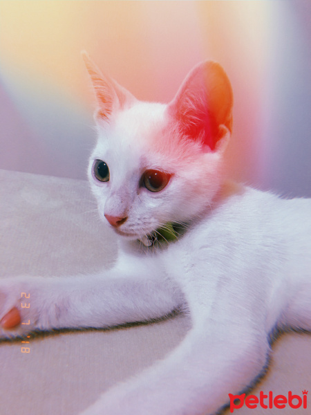 Van Kedisi, Kedi  Şeker fotoğrafı