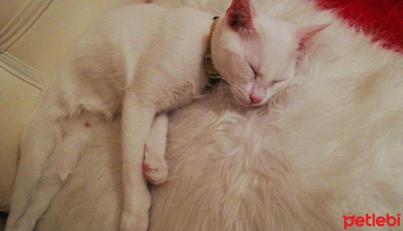 Van Kedisi, Kedi  Şeker fotoğrafı