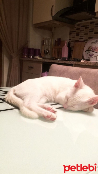 Van Kedisi, Kedi  Şeker fotoğrafı