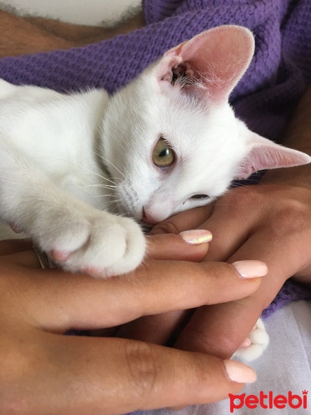 Van Kedisi, Kedi  Şeker fotoğrafı