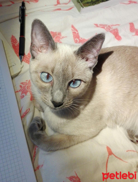Siyam Kedisi, Kedi  Venüs fotoğrafı