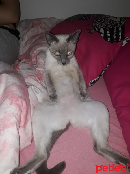 Siyam Kedisi, Kedi  Venüs fotoğrafı