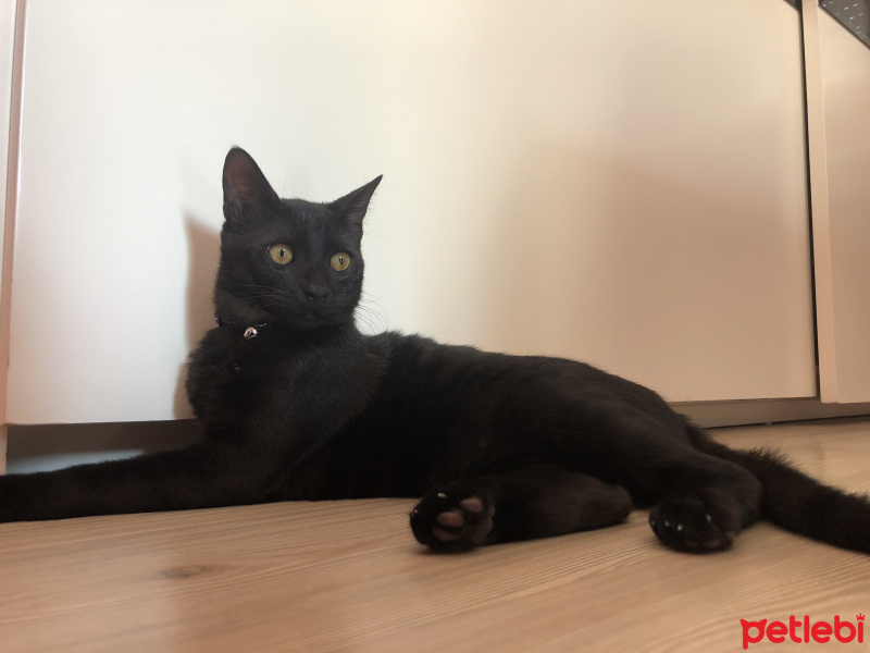Bombay, Kedi  Gece fotoğrafı