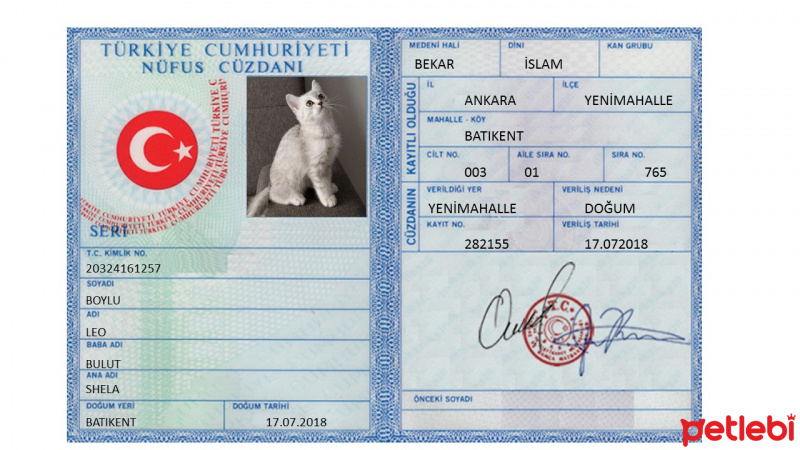 British Shorthair, Kedi  LEO fotoğrafı